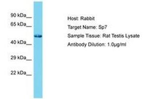 Image no. 1 for anti-Sp7 Transcription Factor (SP7) (N-Term) antibody (ABIN6750282) (SP7 antibody  (N-Term))