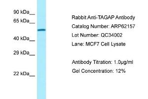 Western Blotting (WB) image for anti-T-Cell Activation rho GTPase-Activating Protein (TAGAP) (C-Term) antibody (ABIN2789038) (TAGAP antibody  (C-Term))