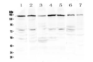 Western blot analysis of PER3 using anti-PER3 antibody . (PER3 antibody  (AA 1085-1199))