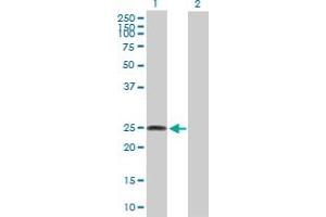 Western Blot analysis of LOC134145 expression in transfected 293T cell line by LOC134145 MaxPab polyclonal antibody. (FAM173B antibody  (AA 1-233))
