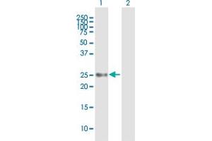 Western Blot analysis of UBE2S expression in transfected 293T cell line by UBE2S MaxPab polyclonal antibody. (UBE2S antibody  (AA 1-222))