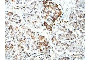 IHC analysis of formalin-fixed paraffin-embedded fetal pancreas with cytoplasmic staining, using BTNL2 antibody (1/100 dilution). (BTNL2 antibody)