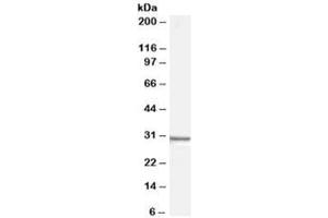 Western blot testing of human HEK293 cell lysate with Syntenin antibody at 0. (SDCBP antibody)