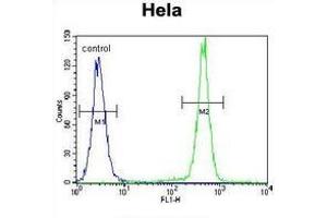 Flow cytometric analysis of Hela cells (right histogram) compared to a negative control cell (left histogram) using PCDHB10 Antibody (C-term), followed by FITC-conjugated goat-anti-rabbit secondary antibodies. (PCDHB10 antibody  (C-Term))