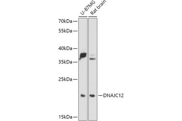 DNAJC12 antibody  (AA 1-198)