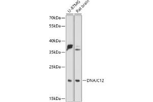 Western blot analysis of extracts of various cell lines, using DN antibody (ABIN7266822) at 1:1000 dilution. (DNAJC12 antibody  (AA 1-198))