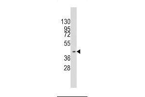 Western blot analysis of anti-HMOF/MYST1(C-term) Pab (ABIN387971 and ABIN2844732) in K562 cell line lysates (35 μg/lane). (MYST1 antibody  (C-Term))