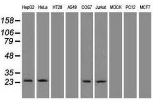 Image no. 3 for anti-Neurogenin 1 (NEUROG1) antibody (ABIN1499703) (Neurogenin 1 antibody)