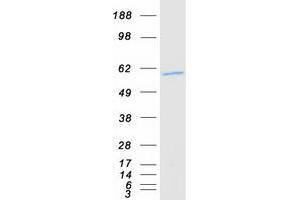 Validation with Western Blot (AARSD1 Protein (Transcript Variant 2) (Myc-DYKDDDDK Tag))