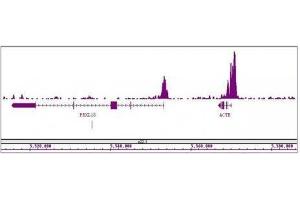 Histone H3K4me3 antibody (mAb) tested by ChIP-Seq. (Histone 3 antibody  (H3K4me3))