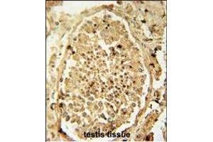 PDHA2 antibody (Center) (ABIN654713 and ABIN2844402) immunohistochemistry analysis in formalin fixed and paraffin embedded human testis tissue followed by peroxidase conjugation of the secondary antibody and DAB staining. (PDHA2 antibody  (AA 287-314))