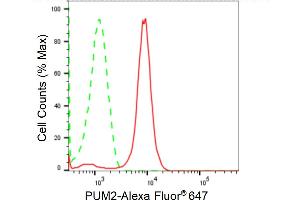 Flow cytometric analysis of PUM2 expression in H9c2 cells using PUM2 antibody (ABIN7800065), 1:2,000). (Recombinant PUM2 antibody)