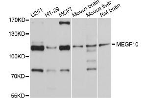 Western blot analysis of extracts of various cell lines, using MEGF10 antibody. (MEGF10 antibody)