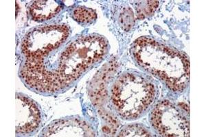 Image no. 1 for anti-Rac GTPase Activating Protein 1 (RACGAP1) (C-Term) antibody (ABIN374167) (RACGAP1 antibody  (C-Term))