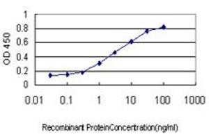 Detection limit for recombinant GST tagged BUB1B is approximately 0. (BUB1B antibody  (AA 1-130))