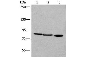 Western blot analysis of A549 Jurkat and HEPG2 cell lysates using TAGAP Polyclonal Antibody at dilution of 1:400 (TAGAP antibody)