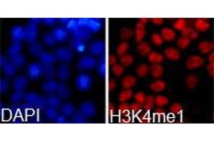 Immunofluorescence (IF) image for anti-Histone 3 (H3) (H3K4me) antibody (ABIN1872994) (Histone 3 antibody  (H3K4me))