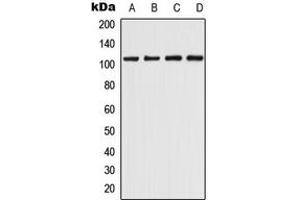 Western blot analysis of CHERP expression in THP1 (A), K562 (B), Raw264. (CHERP antibody  (Center))