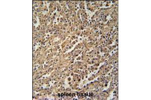 ENASE Antibody immunohistochemistry analysis in formalin fixed and paraffin embedded human spleen tissue followed by peroxidase conjugation of the secondary antibody and DAB staining. (ENGASE antibody  (AA 326-354))