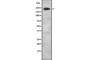 Western blot analysis of ARI1A using NIH-3T3 whole cell lysates (ARID1A antibody  (Internal Region))