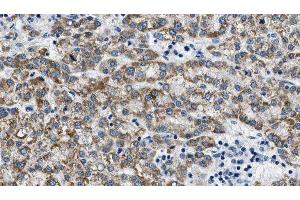 Immunohistochemistry (IHC) image for anti-Potassium Voltage-Gated Channel, KQT-Like Subfamily, Member 4 (KCNQ4) (C-Term) antibody (ABIN6258250)