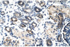 Rabbit Anti-TSC22D4 Antibody Catalog Number: ARP30107 Paraffin Embedded Tissue: Human Kidney Cellular Data: Epithelial cells of renal tubule Antibody Concentration: 4. (TSC22D4 antibody  (N-Term))