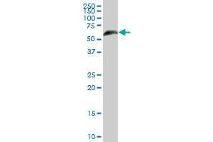 RGS6 MaxPab polyclonal antibody. (RGS6 antibody  (AA 1-472))