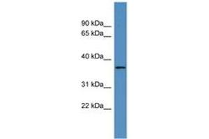 Image no. 1 for anti-Olfactory Receptor, Family 2, Subfamily H, Member 2 (OR2H2) (AA 166-215) antibody (ABIN6746655) (OR2H2 antibody  (AA 166-215))