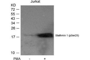 Western blot analysis of extracts from Jurkat cells untreated or treated with PMA using Stathmin 1(Phospho-Ser25) Antibody. (Stathmin 1 antibody  (pSer25))