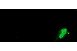 Anti-SAMHD1 mouse monoclonal antibody (ABIN2453623) immunofluorescent staining of COS7 cells transiently transfected by pCMV6-ENTRY SAMHD1 (RC206013). (SAMHD1 antibody)