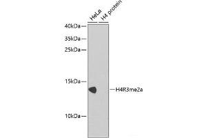 Western blot analysis of extracts of various cell lines using Asymmetric DiMethyl-Histone H4-R3 Polyclonal Antibody. (Histone H4 antibody  (H4R3me2a))