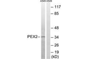 Western blot analysis of extracts from A549 cells, using PXMP3 Antibody. (PEX2 antibody  (AA 1-50))