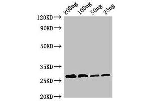 Western Blot Positive WB detected in Recombinant protein All lanes: Papain antibody at 3 μg/mL Secondary Goat polyclonal to rabbit IgG at 1/50000 dilution predicted band size: 27 kDa observed band size: 27 kDa (Papain (AA 134-345) antibody)