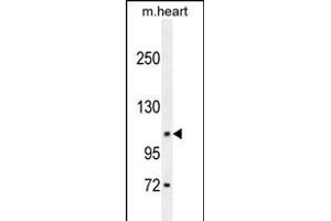 DAGLA Antibody (Center) (ABIN654218 and ABIN2844057) western blot analysis in mouse heart tissue lysates (35 μg/lane). (DAGLA antibody  (AA 317-345))