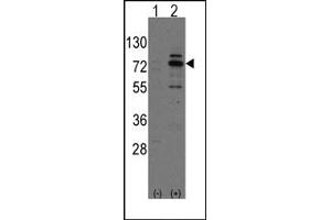 Image no. 2 for anti-Cdc42 Guanine Nucleotide Exchange Factor (GEF) 9 (Arhgef9) (Middle Region) antibody (ABIN357844) (Arhgef9 antibody  (Middle Region))
