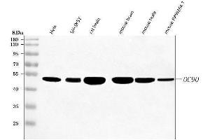 Western blot analysis of OC90 using anti-OC90 antibody (ABIN7600342).
