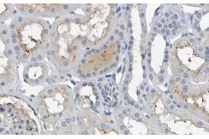 ABIN6277153 at 1/100 staining human kidney tissues  sections by IHC-P.