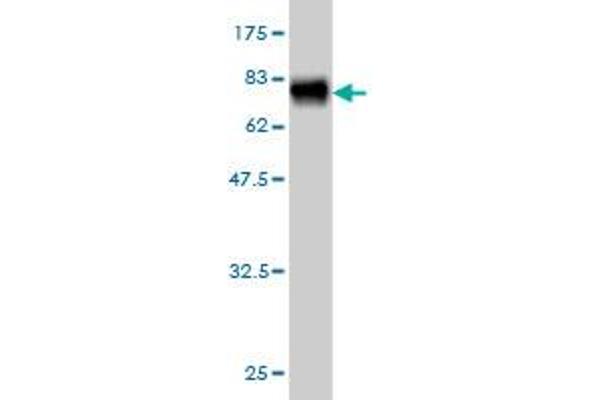 NADK antibody  (AA 1-446)