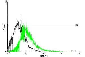 FACS analysis of negative control 293 cells (Black) and CACNG1 expressing 293 cells (Green) using CACNG1 purified MaxPab mouse polyclonal antibody. (CACNG1 antibody  (AA 1-222))