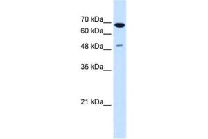 Western Blotting (WB) image for anti-Premelanosome Protein (PMEL) antibody (ABIN2463012)