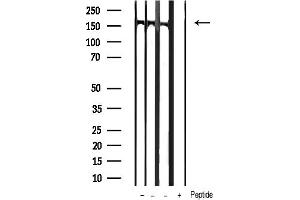 anti-phospholipase C, gamma 1 (PLCG1) (pTyr771) antibody
