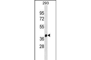 FANCL Antibody (C-term) (ABIN1881336 and ABIN2838614) western blot analysis in 293 cell line lysates (35 μg/lane). (FANCL antibody  (C-Term))