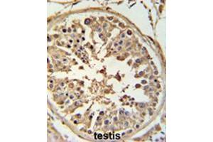 ABCF1 Antibody (C-term) IHC analysis in formalin fixed and paraffin embedded human testis tissue followed by peroxidase conjugation of the secondary antibody and DAB staining. (ABCF1 antibody  (C-Term))