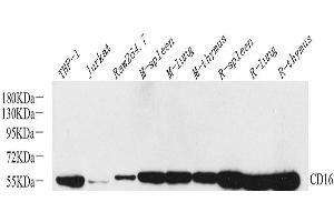 Western Blot analysis of various samples using FCGR3A Polyclonal Antibody at dilution of 1:800. (FCGR3A antibody)