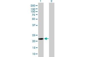 Western Blot analysis of MUTED expression in transfected 293T cell line by MUTED MaxPab polyclonal antibody. (MUTED antibody  (AA 1-187))