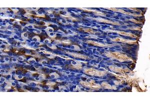 Detection of MUC5AC in Rat Stomach Tissue using Polyclonal Antibody to Mucin 5 Subtype AC (MUC5AC)