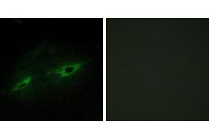 Peptide - +Immunofluorescence analysis of NIH/3T3 cells, using CDH22 antibody. (CDH22 antibody)