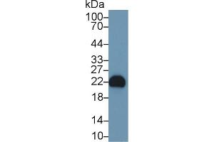 FGF12 antibody  (AA 1-181)