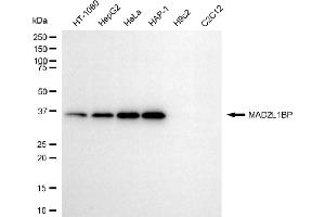 Western blotting analysis using MAD2L1BP antibody (ABIN7799320).
