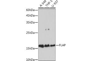 Western blot analysis of extracts of various cell lines, using FLAP Rabbit mAb (ABIN7265656) at 1:1000 dilution. (ALOX5AP antibody)